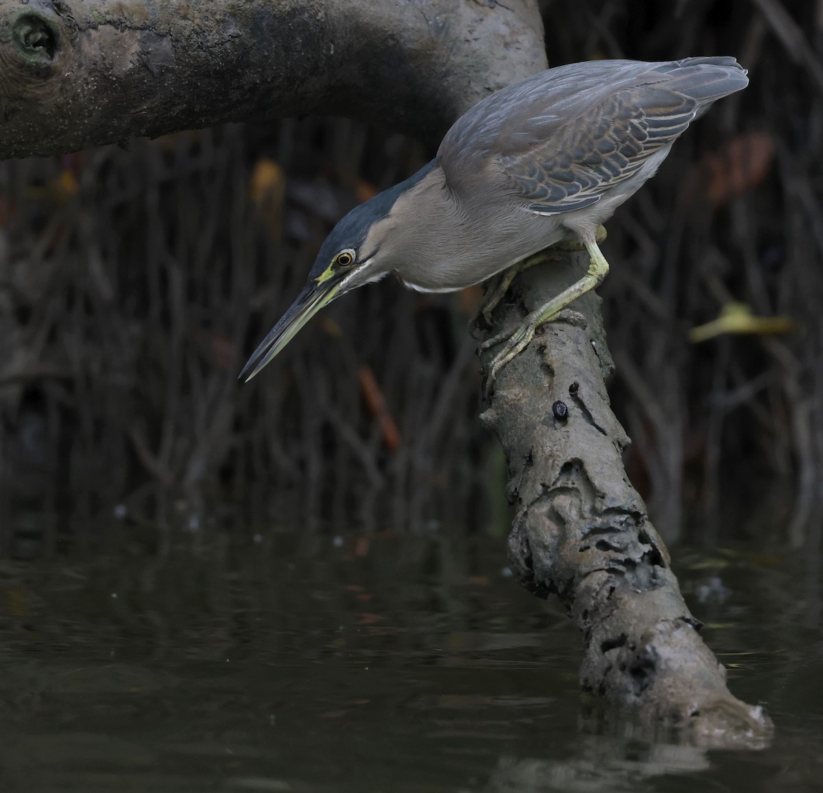 Striated Heron - ML621867286