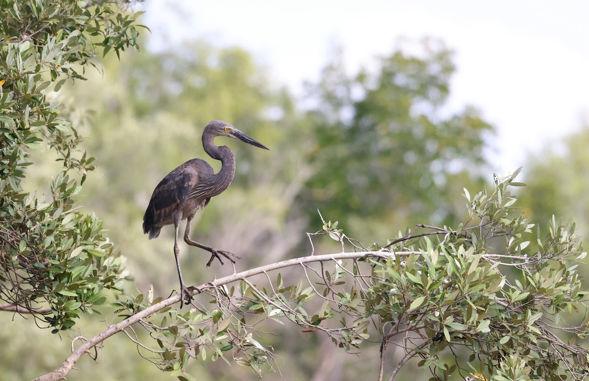 Great-billed Heron - ML621867293