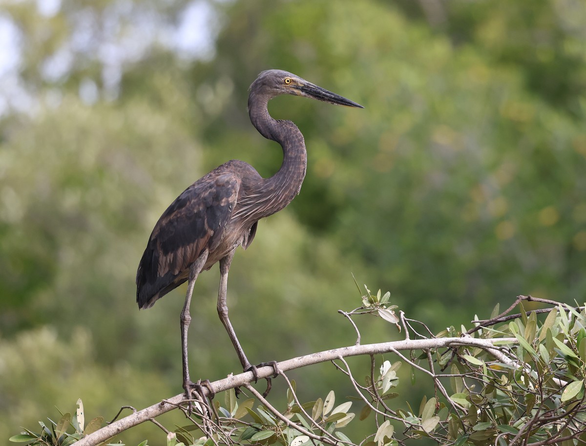 Great-billed Heron - ML621867294