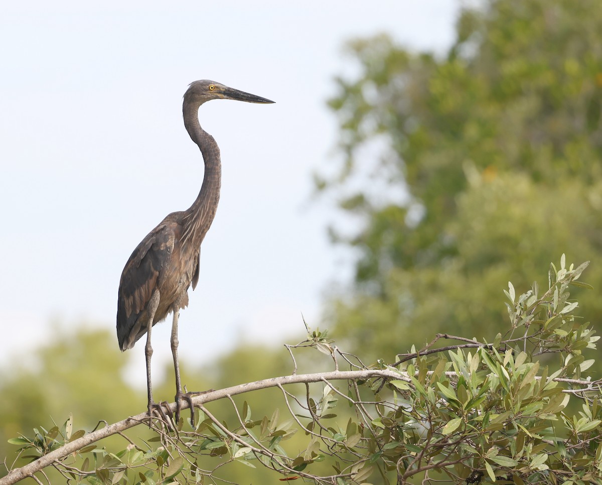 Great-billed Heron - ML621867295