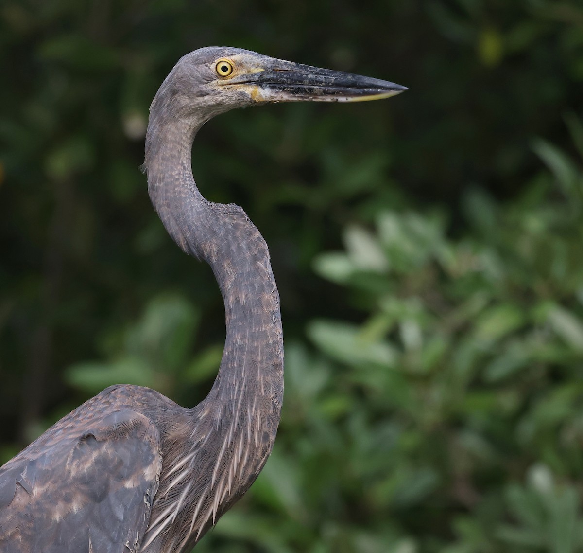 Great-billed Heron - ML621867297