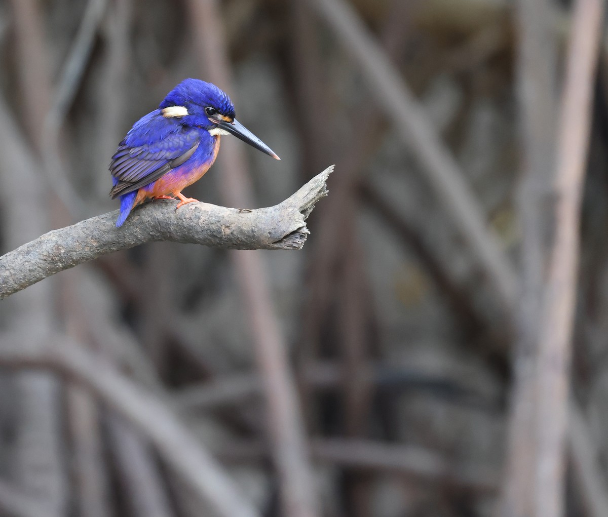 Azure Kingfisher - ML621867298