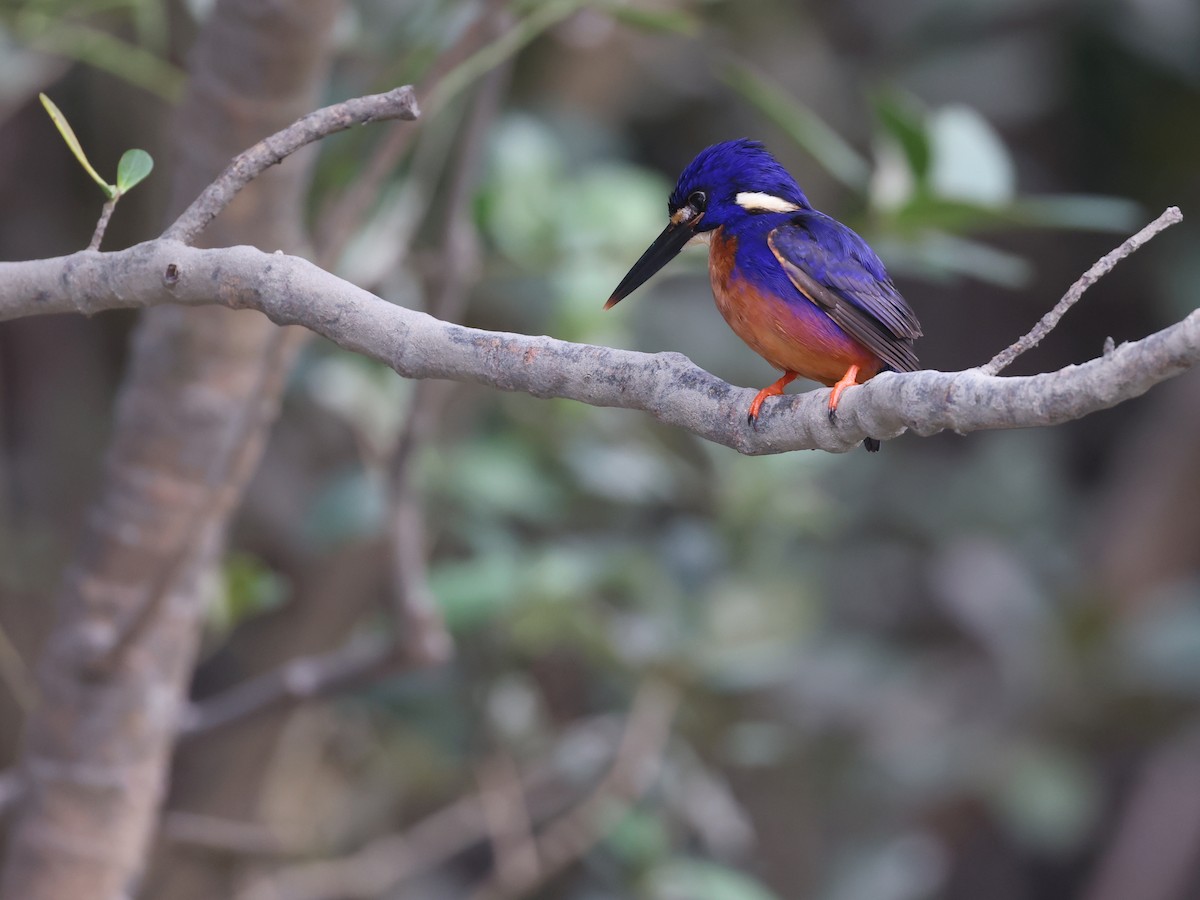 Azure Kingfisher - ML621867299