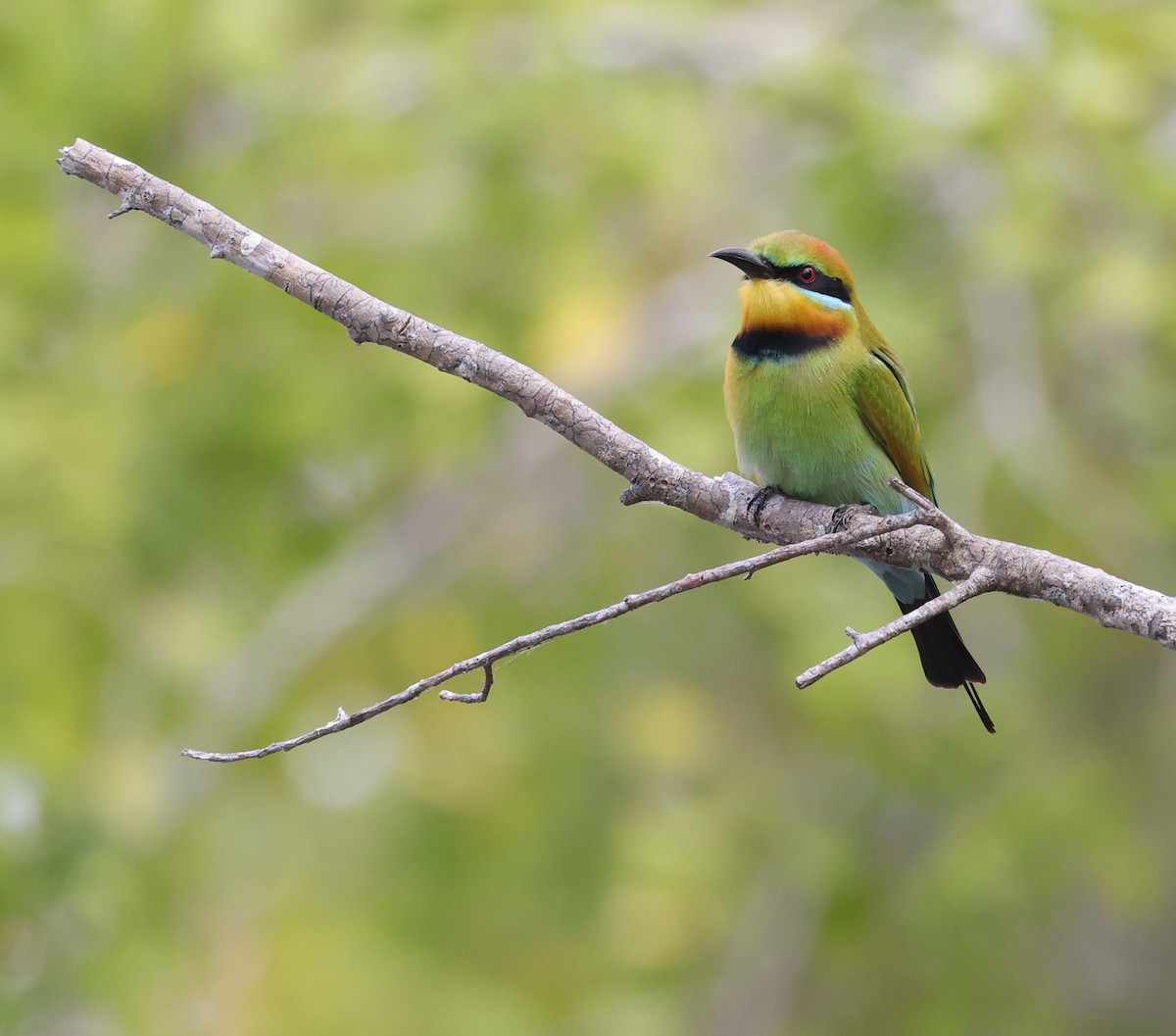 Rainbow Bee-eater - ML621867309