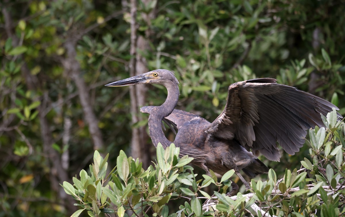 Great-billed Heron - ML621867312