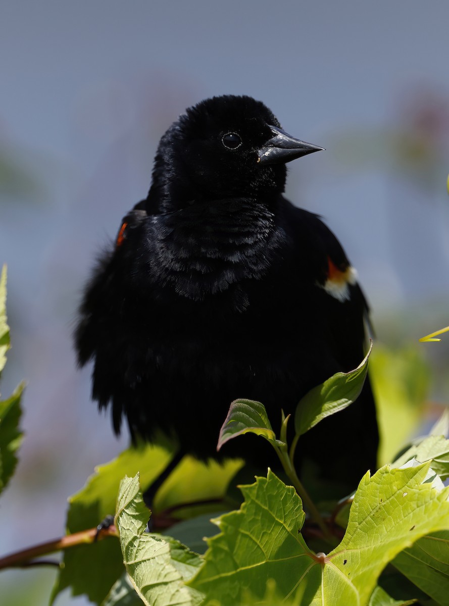 Red-winged Blackbird - ML621867458