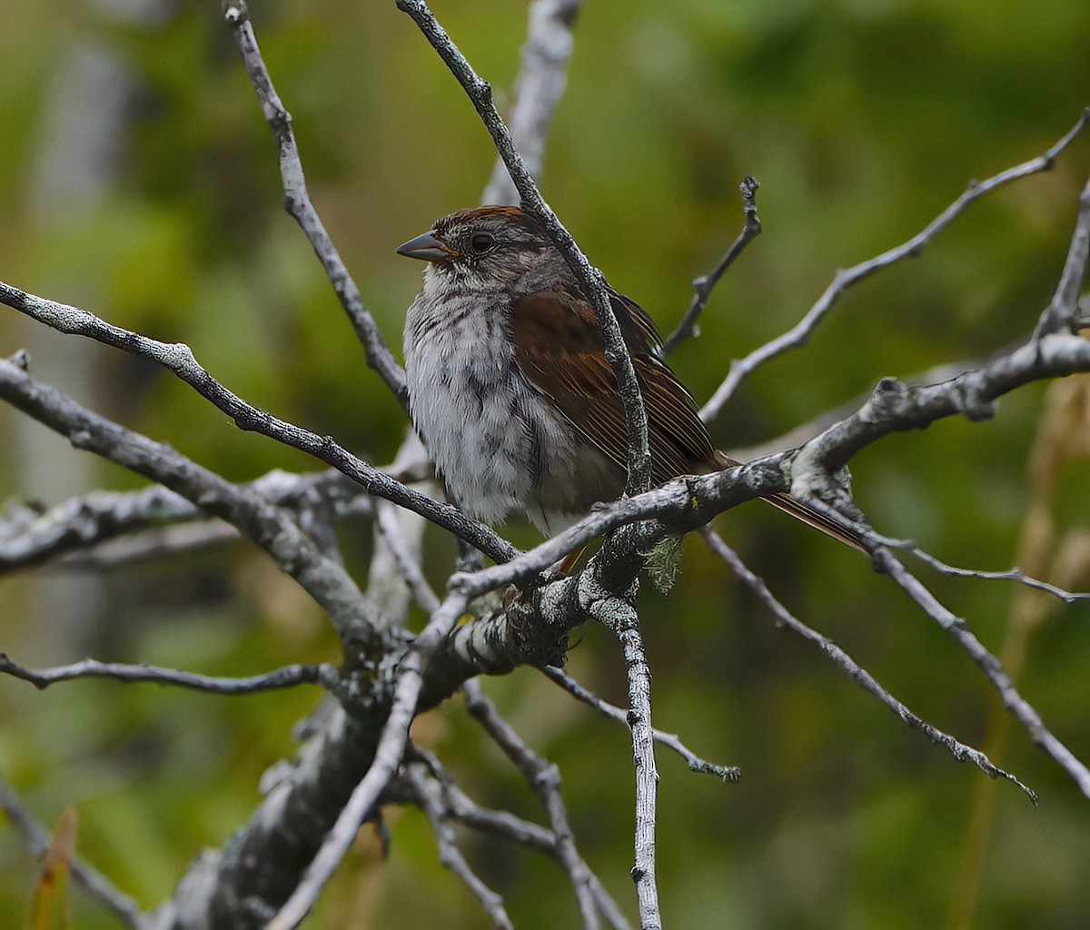 Swamp Sparrow - ML621867472