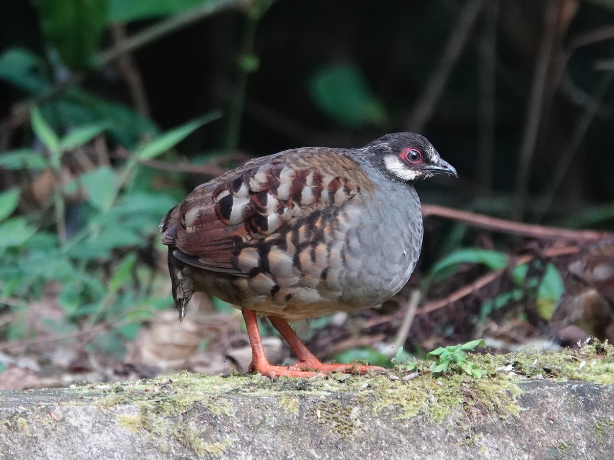 Malayan Partridge - ML621867481