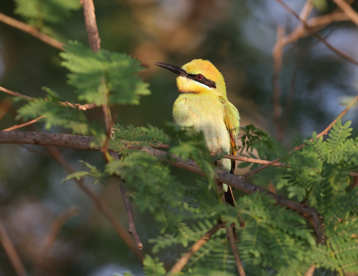 Rainbow Bee-eater - ML621867522