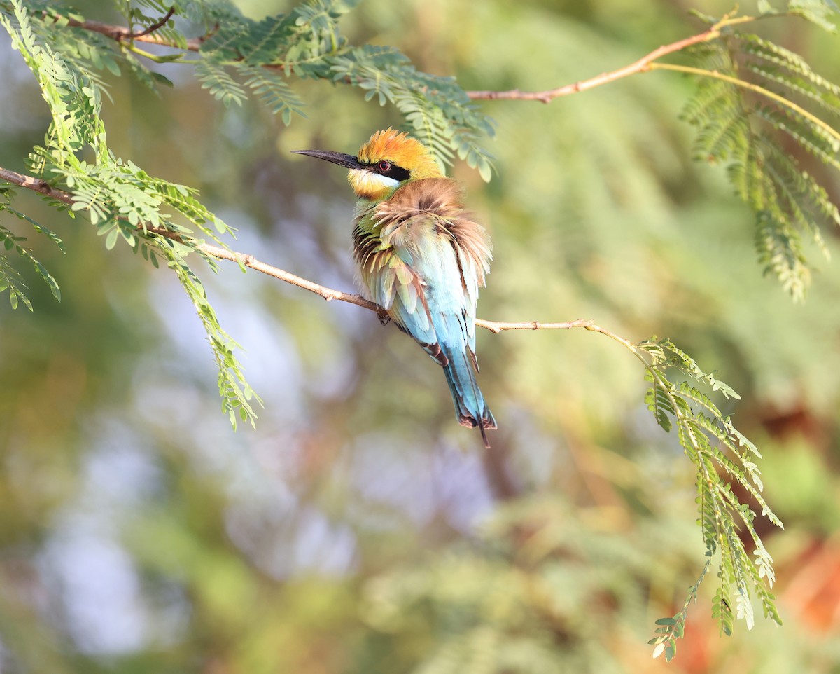 Rainbow Bee-eater - ML621867523