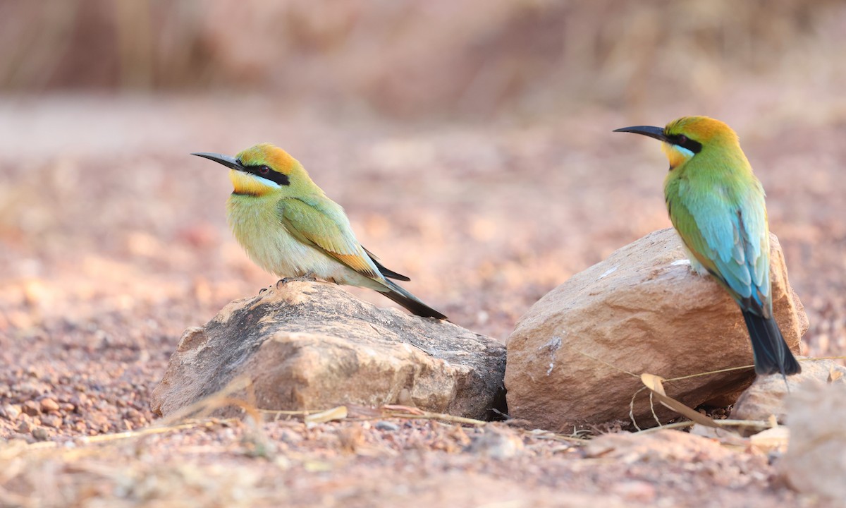 Rainbow Bee-eater - ML621867528