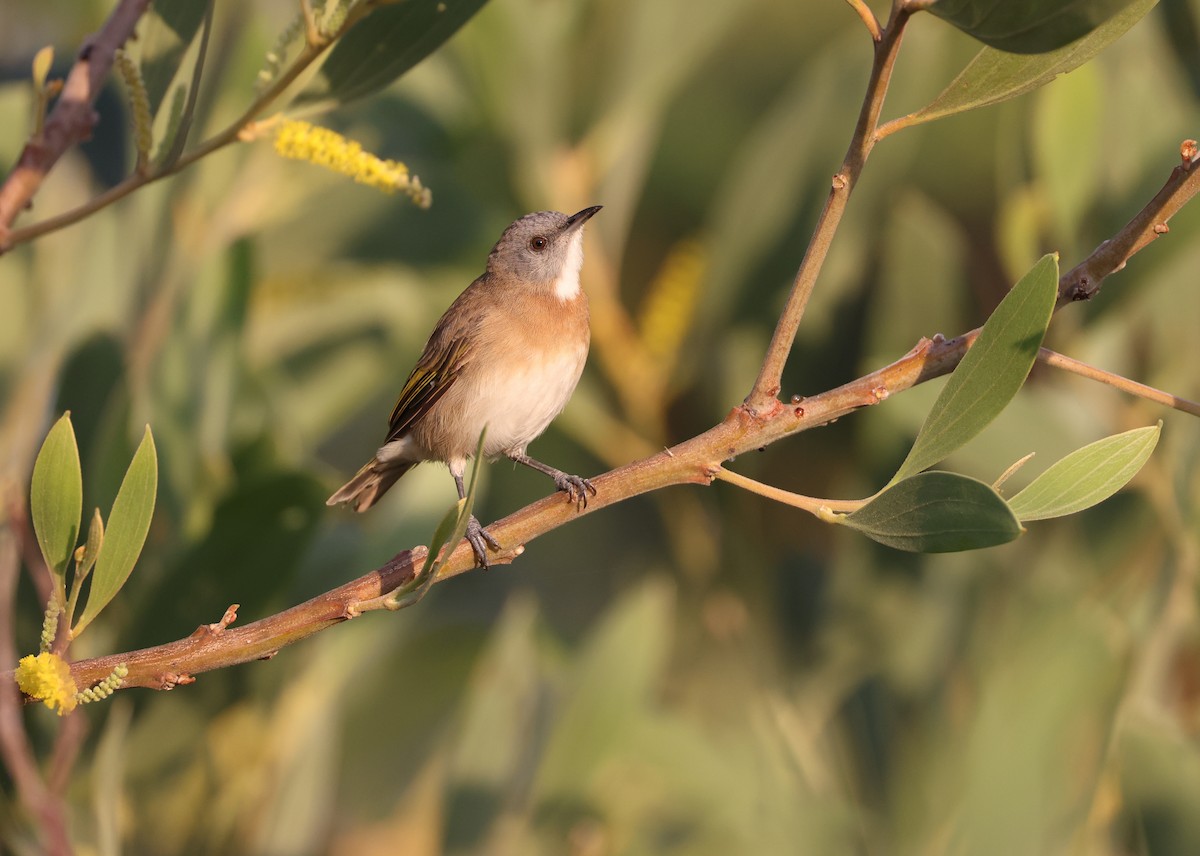 Rufous-banded Honeyeater - ML621867530