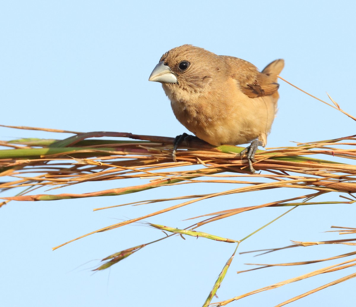 Chestnut-breasted Munia - ML621867536