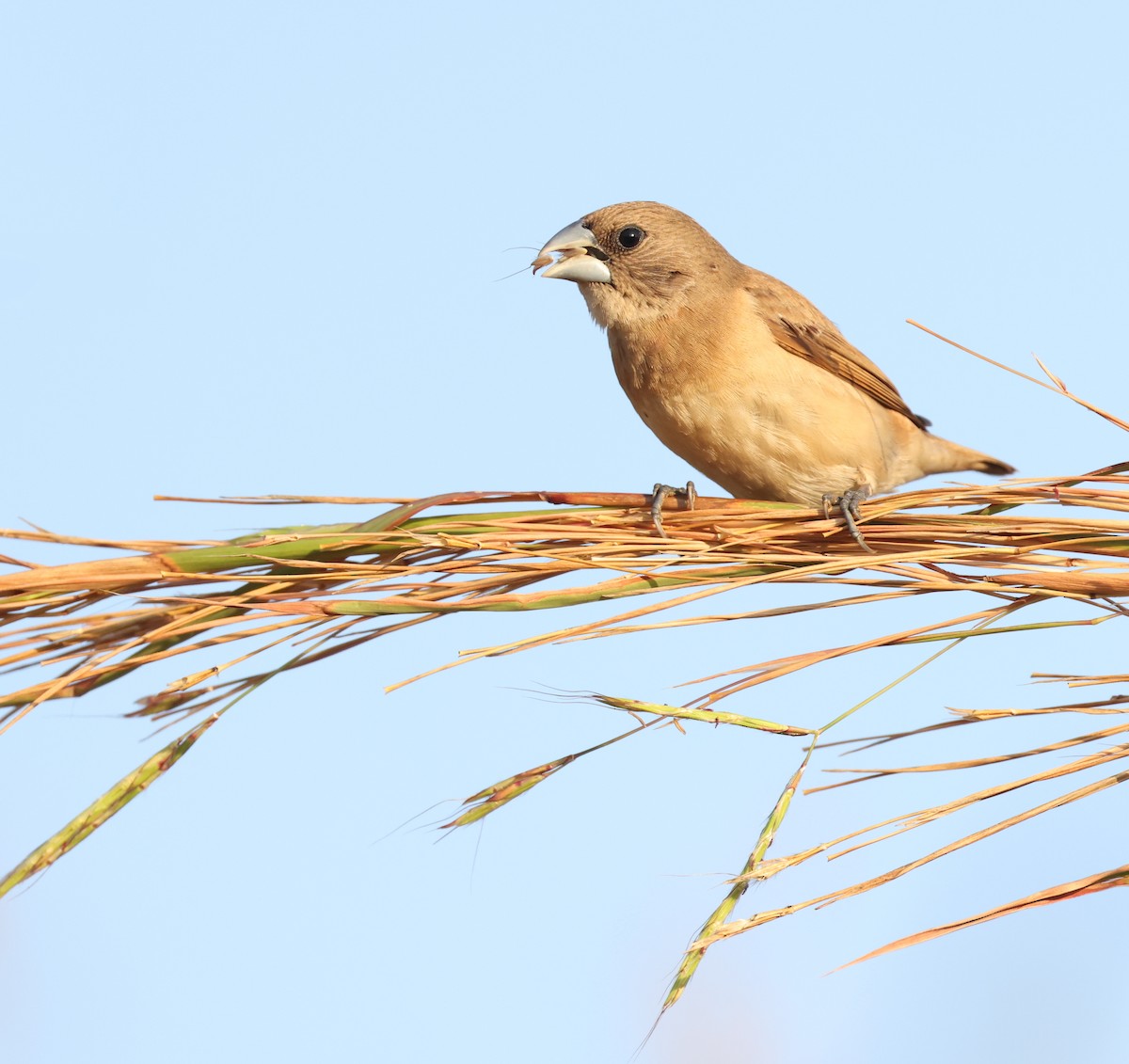 Chestnut-breasted Munia - ML621867537