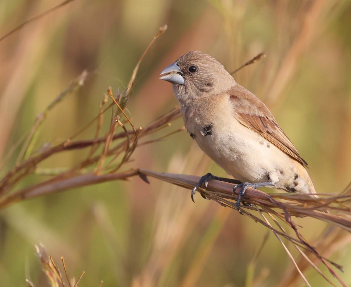 Chestnut-breasted Munia - ML621867538