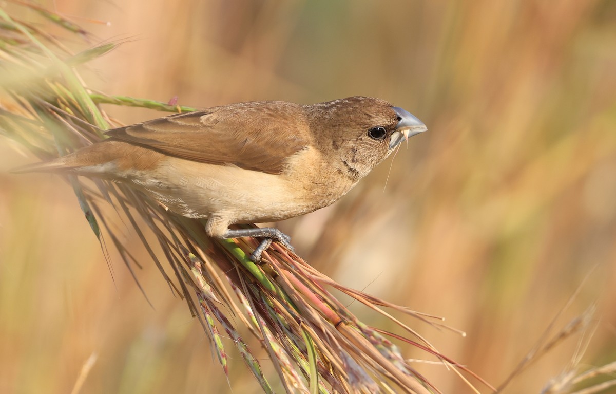 Chestnut-breasted Munia - ML621867539