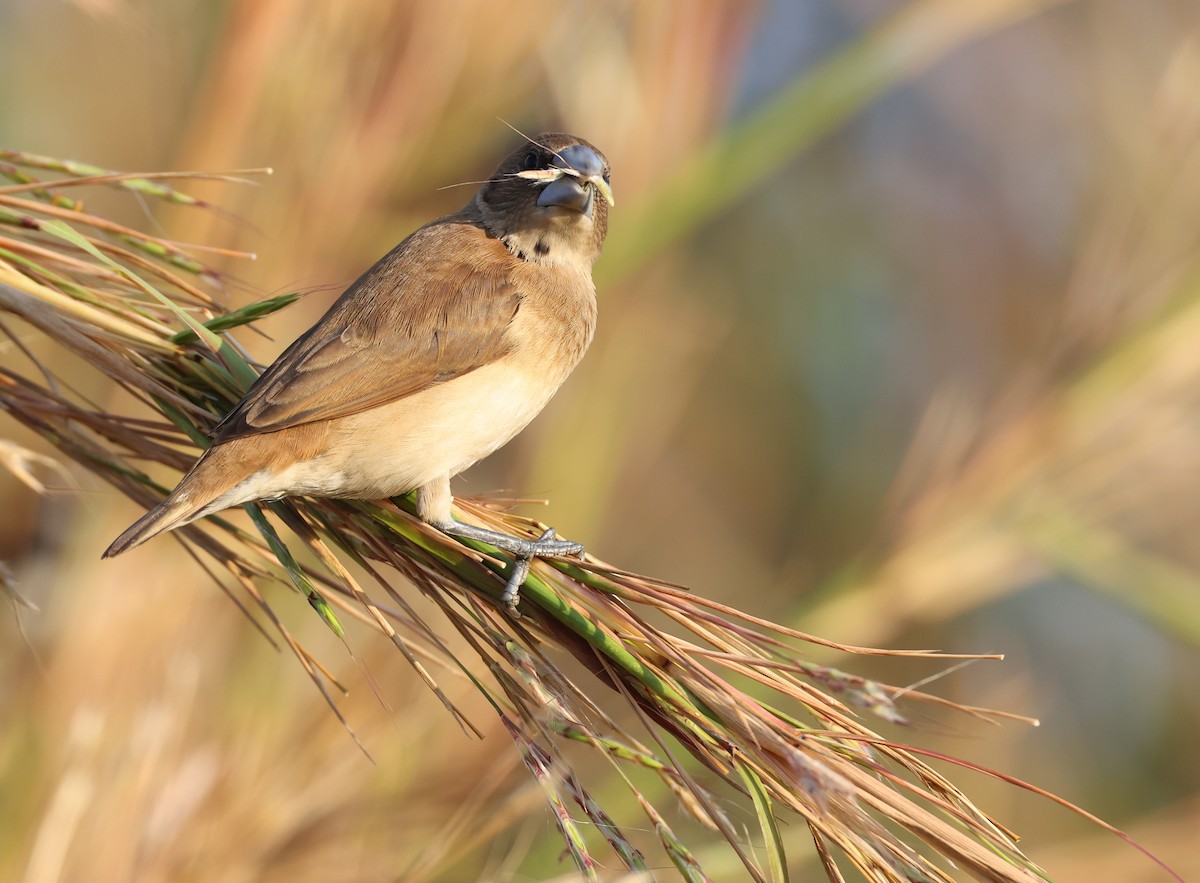 Chestnut-breasted Munia - ML621867540