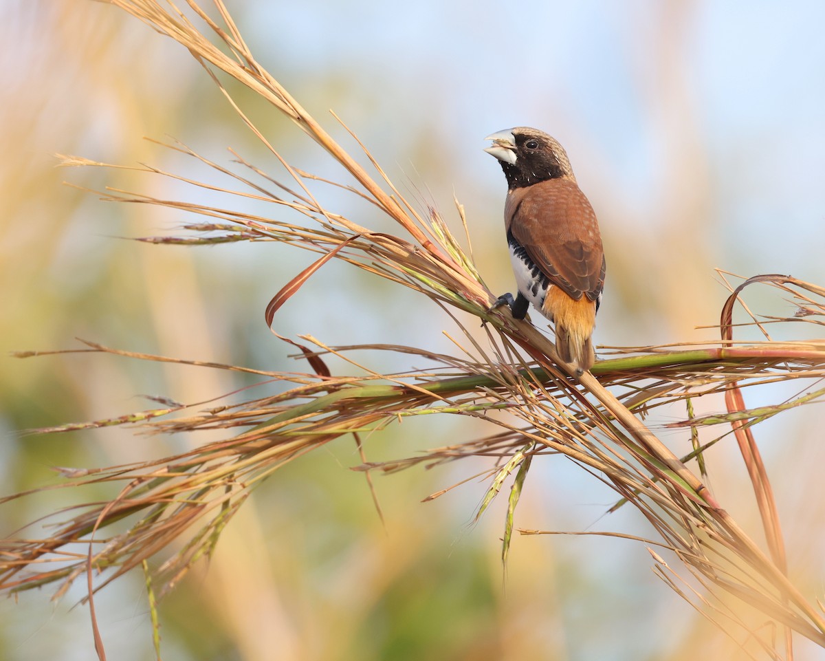 Chestnut-breasted Munia - Andy Gee