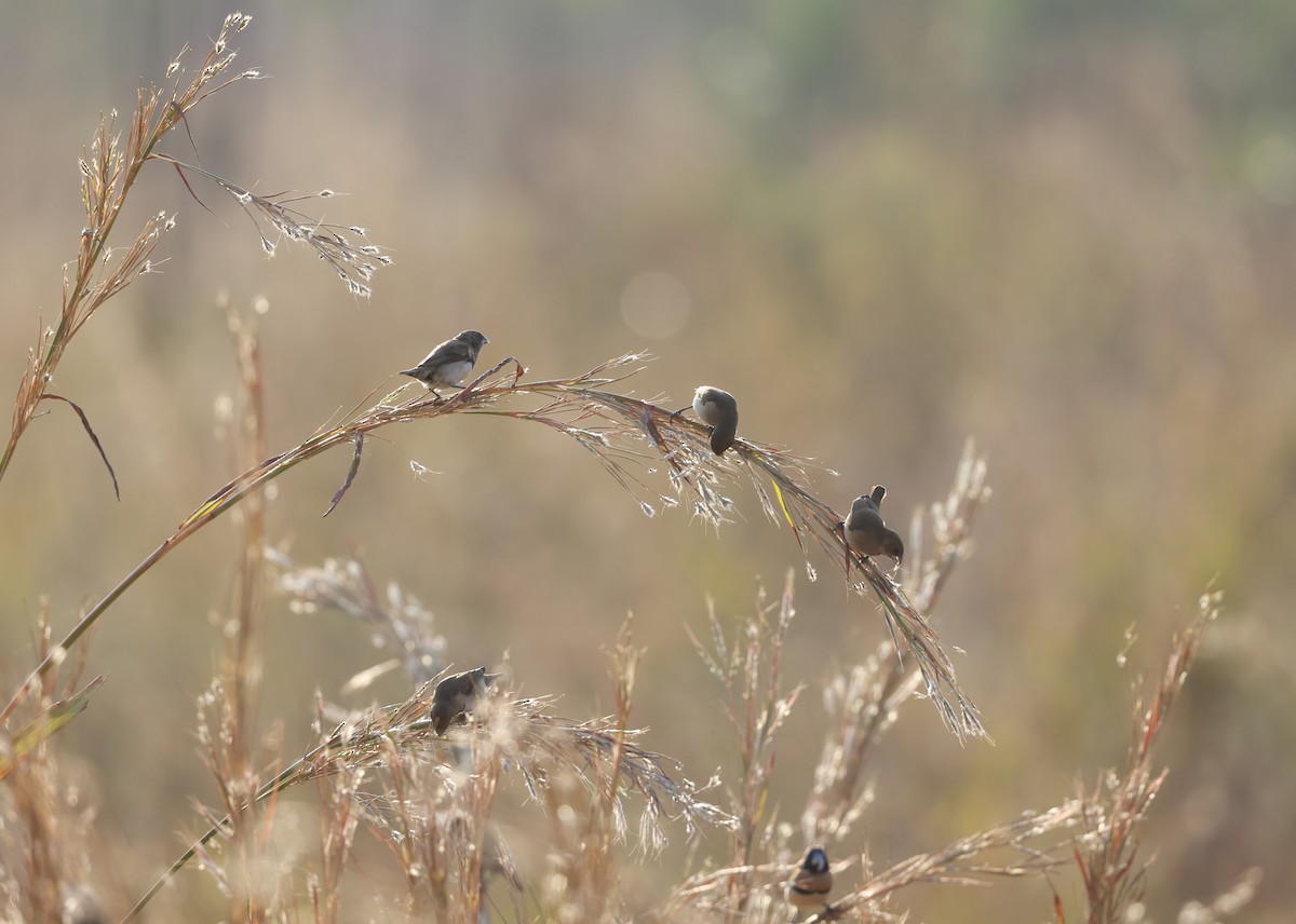 Chestnut-breasted Munia - ML621867543