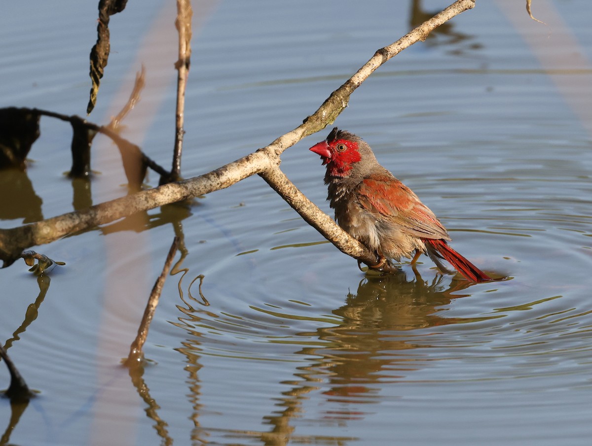 Crimson Finch - ML621867544