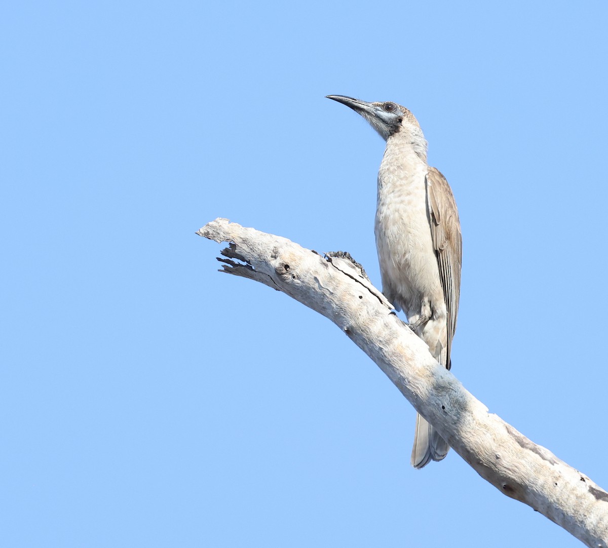 Little Friarbird - ML621867552