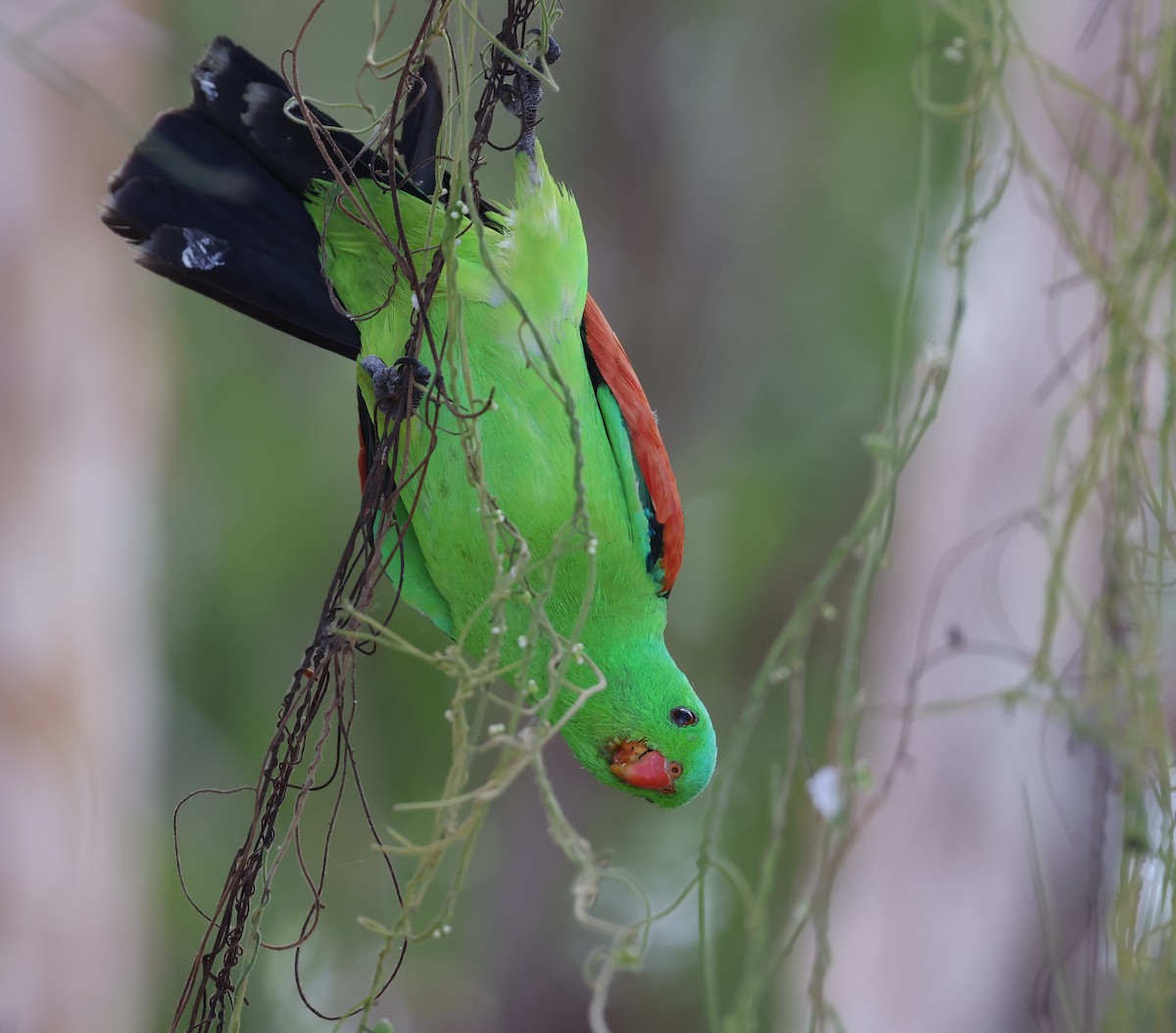 Red-winged Parrot - ML621867554