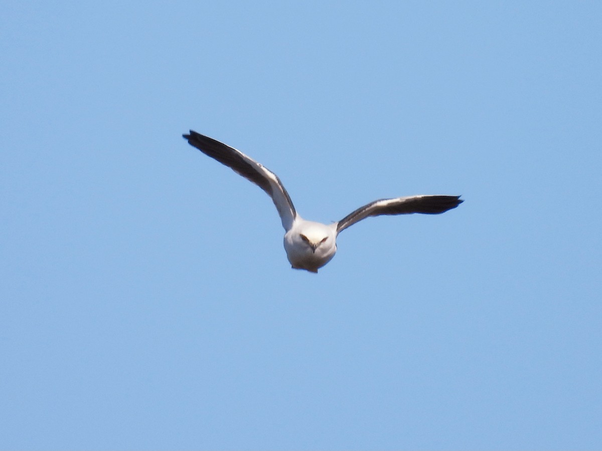 Black-shouldered Kite - ML621867567
