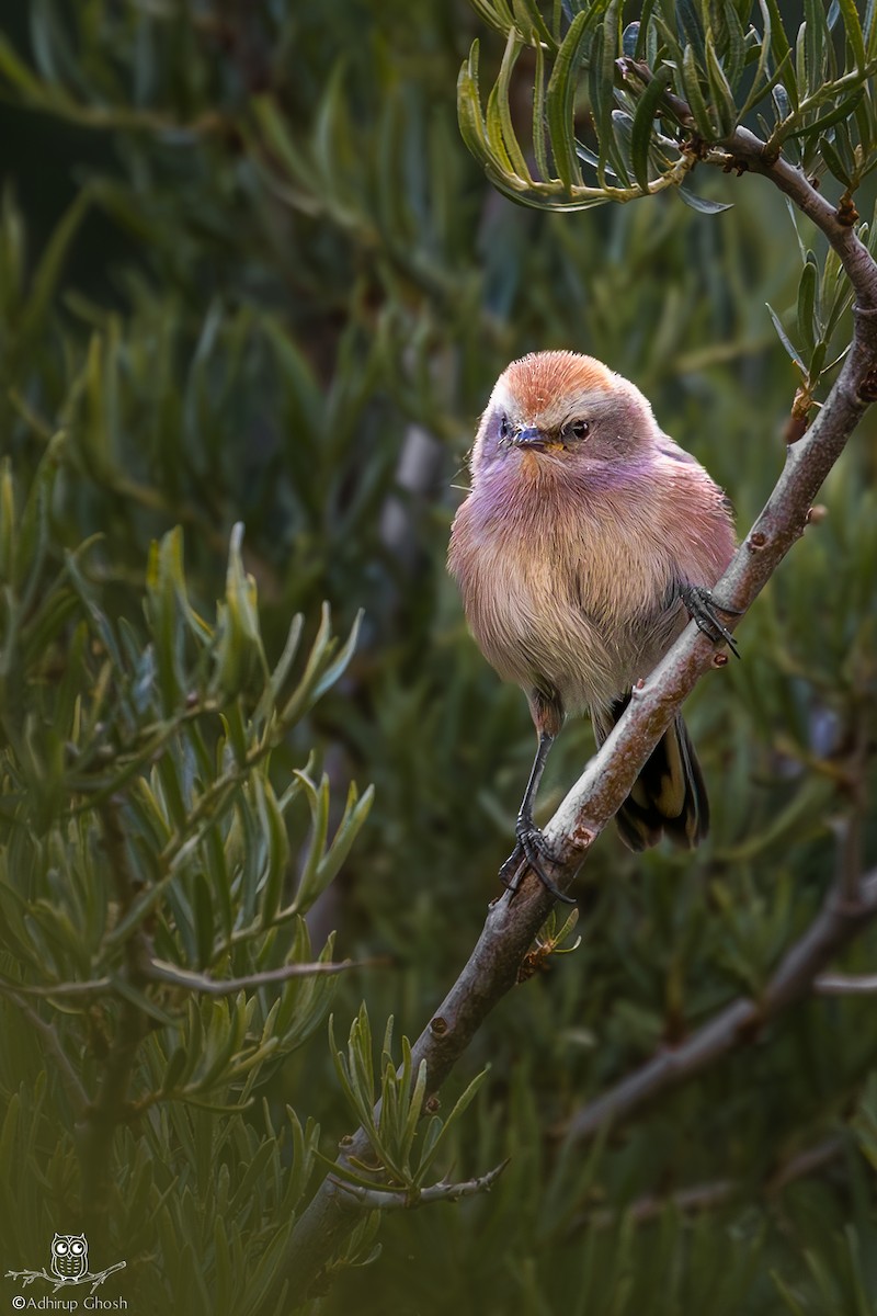 White-browed Tit-Warbler - ML621867587