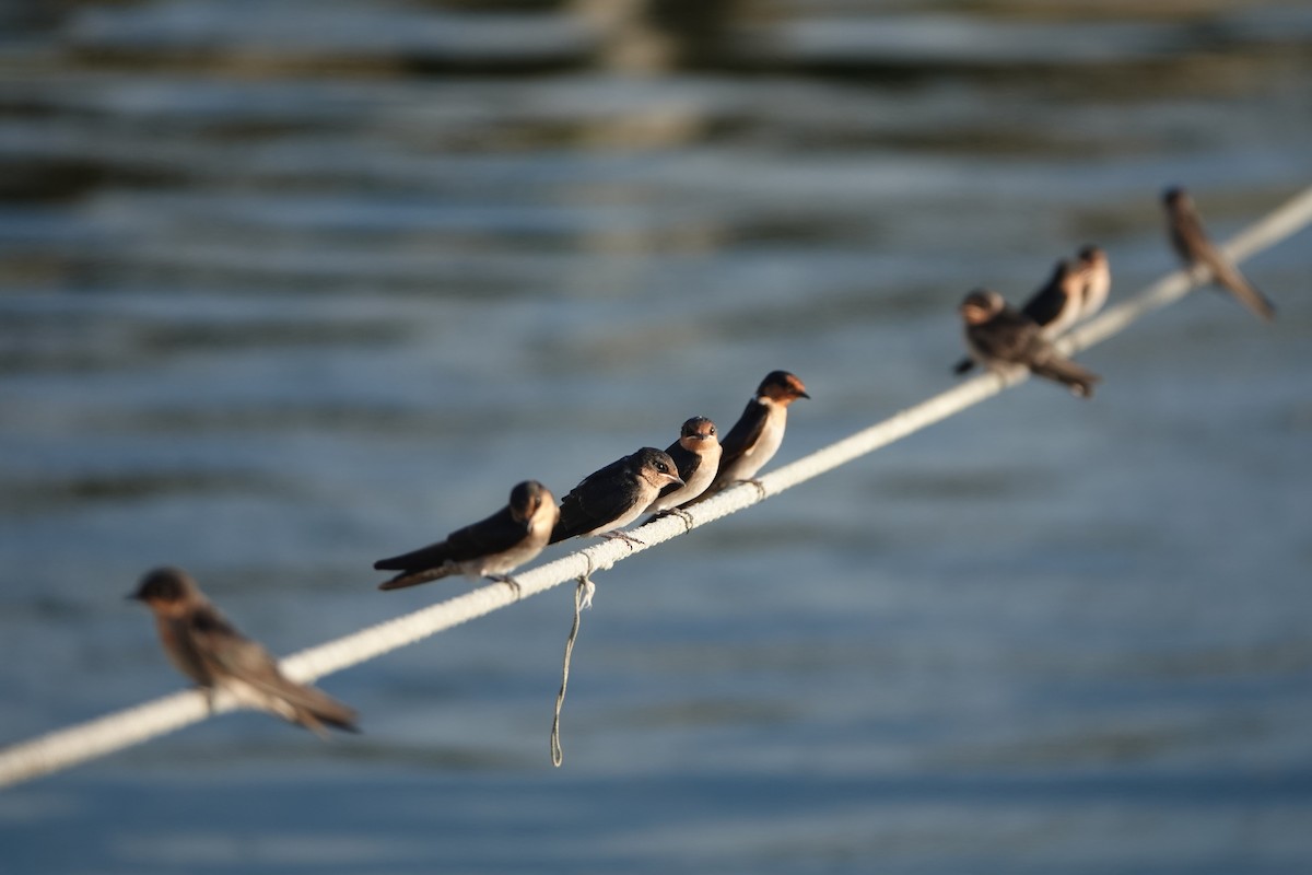 Pacific Swallow - ML621867609