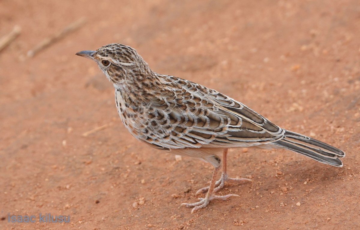 Red-winged Lark - ML621867618