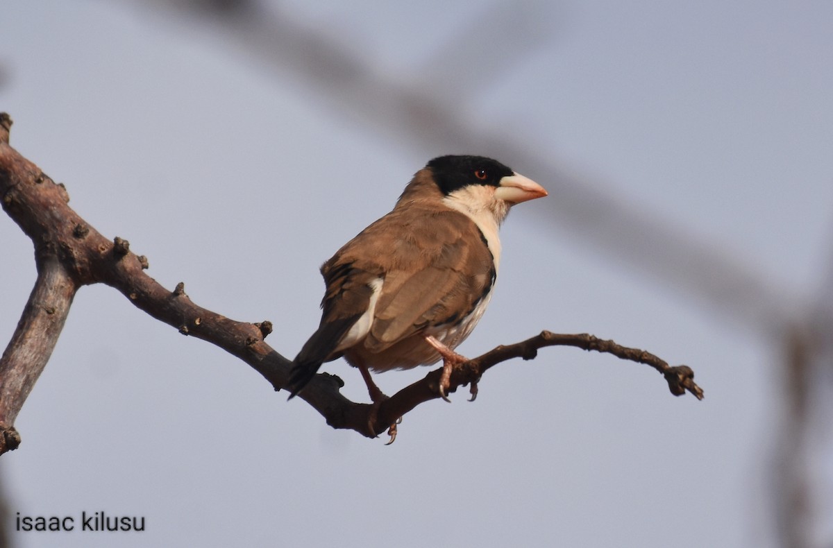 Black-capped Social-Weaver - ML621867634