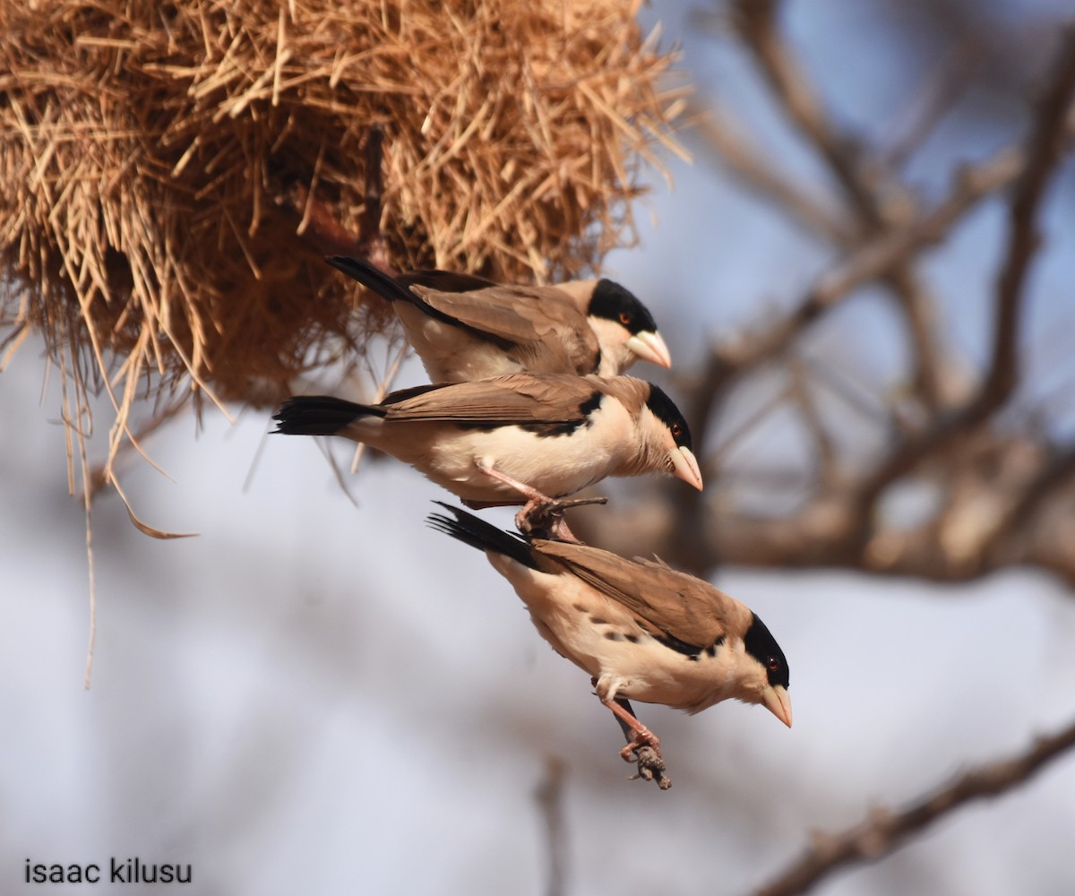 Black-capped Social-Weaver - isaac kilusu