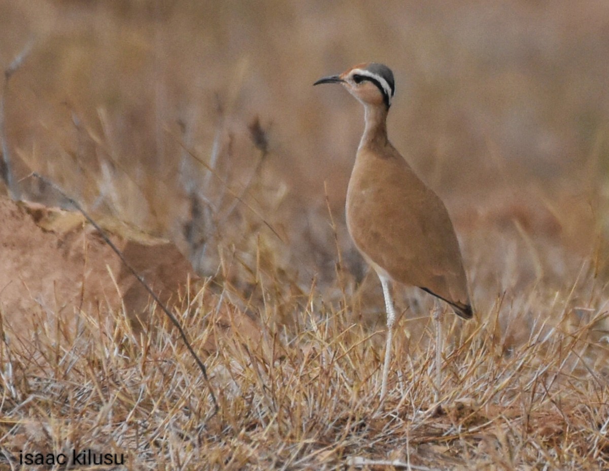 somaliløper - ML621867696