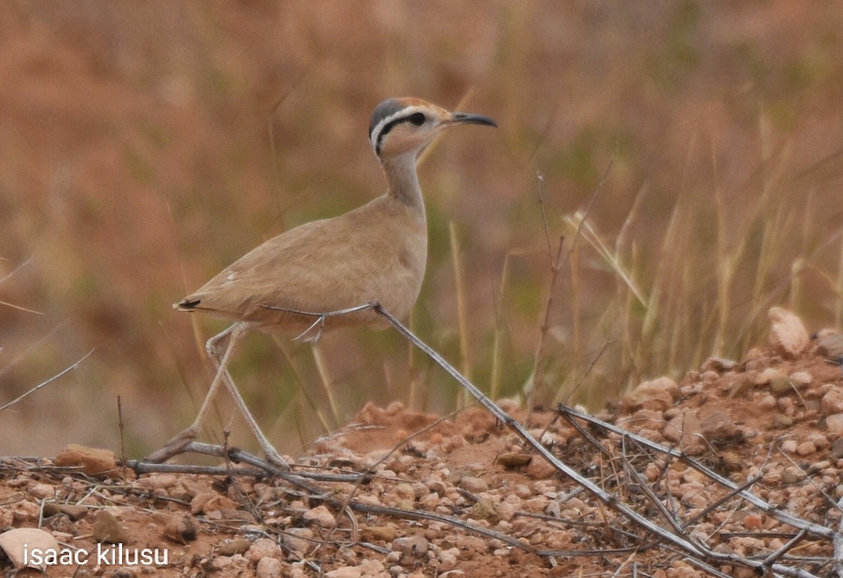 somaliløper - ML621867697