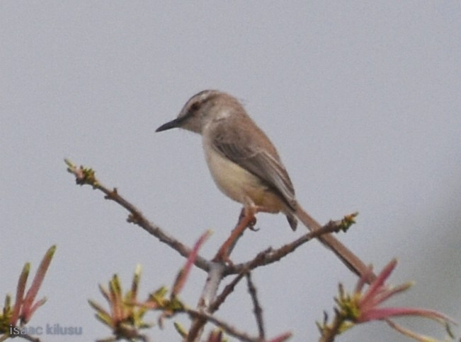 Pale Prinia - ML621867720