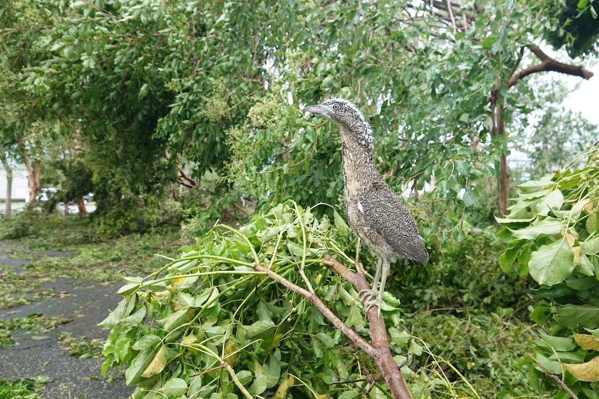 Malayan Night Heron - ML621867734