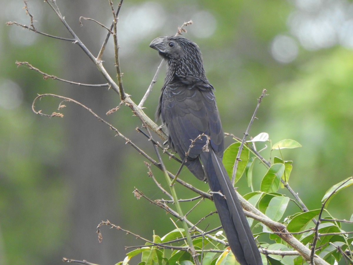 Groove-billed Ani - ML621867772