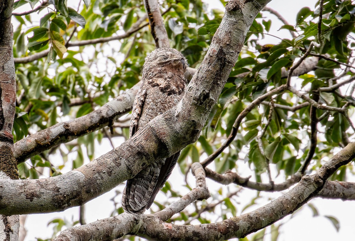 Great Potoo - ML621867777