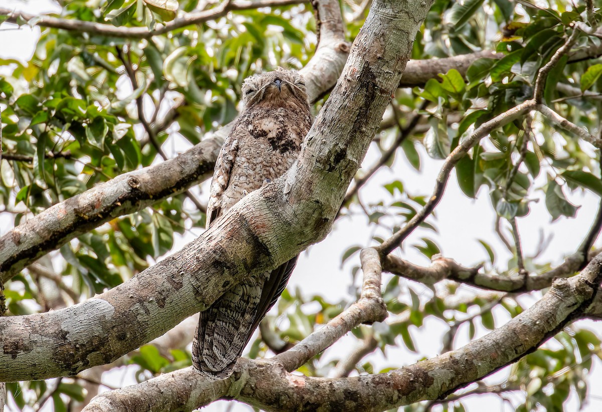 Great Potoo - Mac Aragon