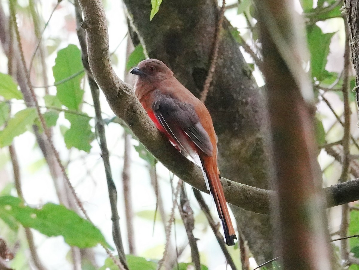 Trogon à tête rouge - ML621867829