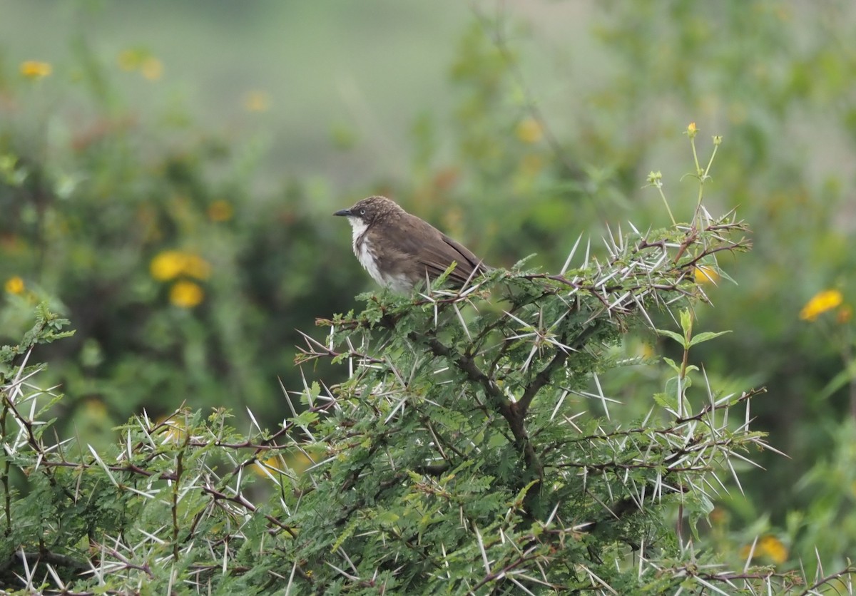 Northern Pied-Babbler - ML621867833