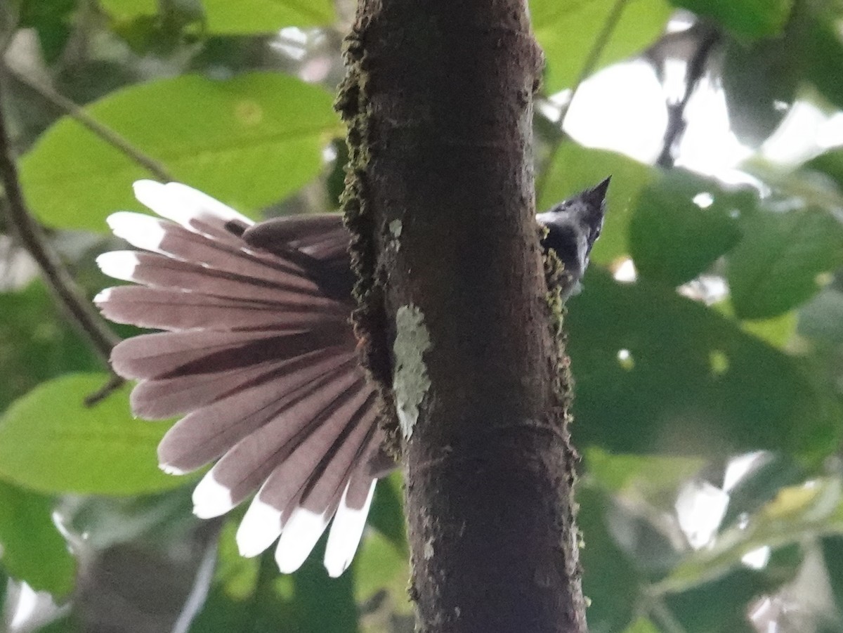 White-throated Fantail - ML621867836