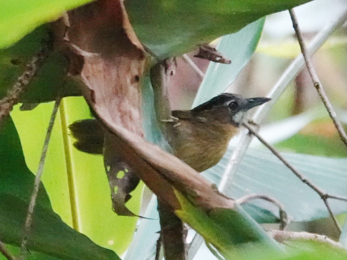 Gray-throated Babbler - ML621867840