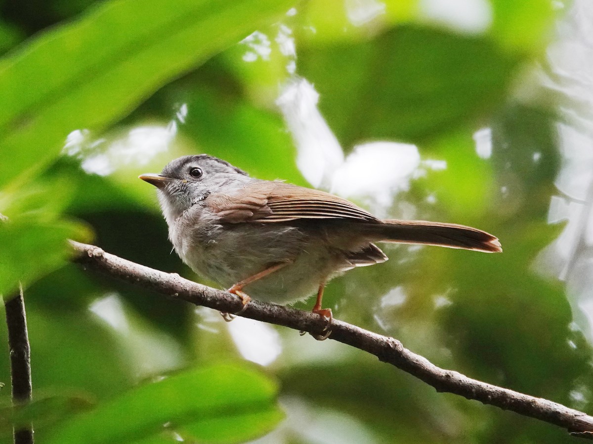 Mountain Fulvetta - ML621867845