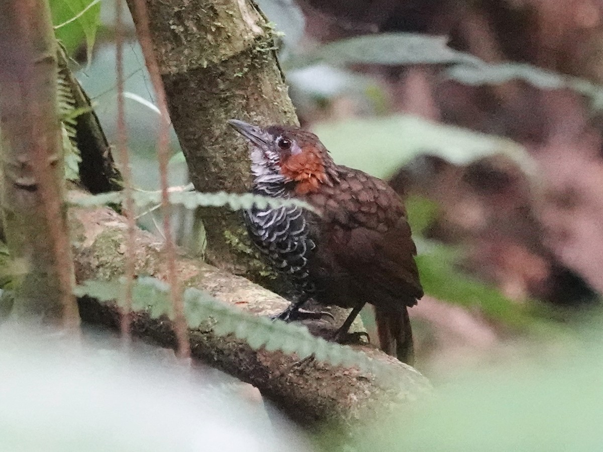 Marbled Wren-Babbler - ML621867847