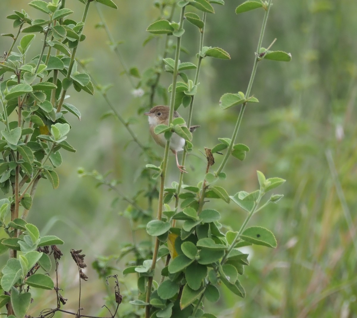 Siffling Cisticola - ML621867895