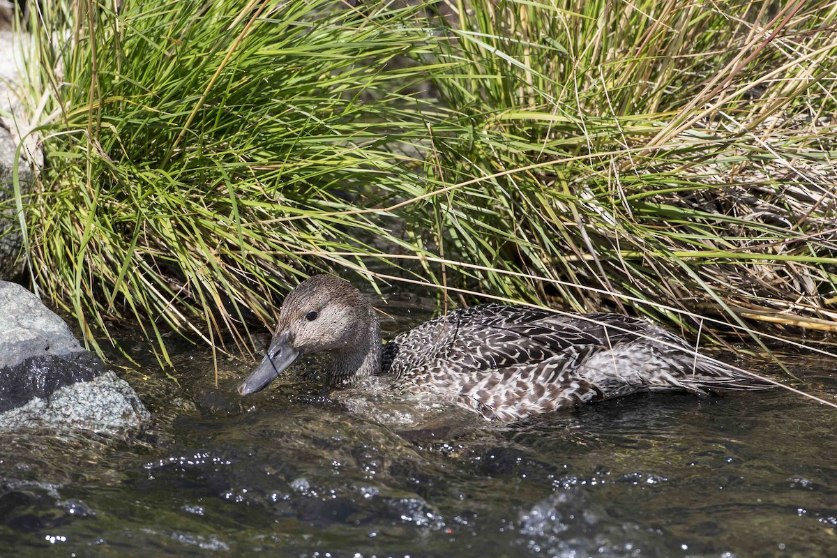 Northern Pintail - ML621867914