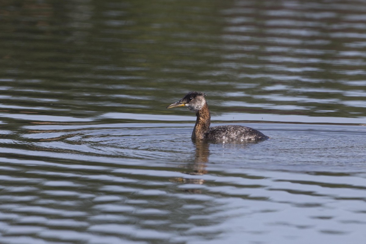 Red-necked Grebe - Adrian Boyle