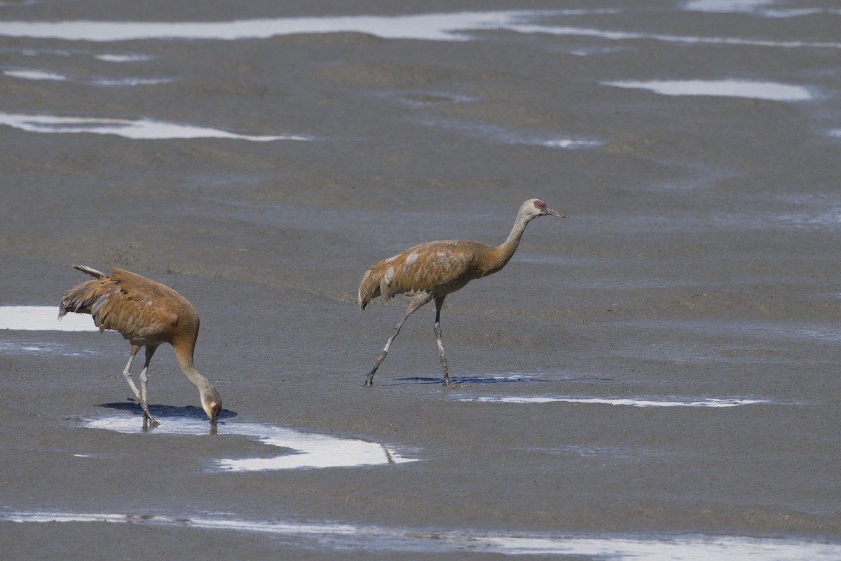 Sandhill Crane - ML621867936