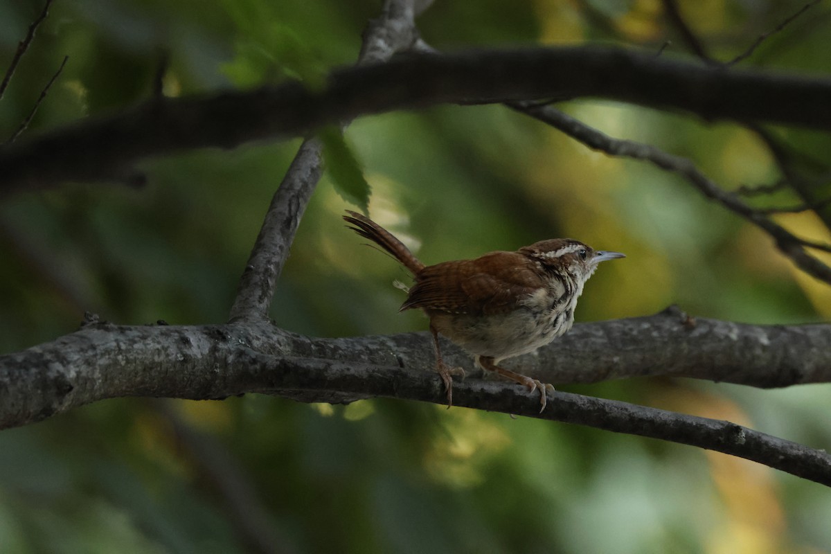 Carolina Wren - ML621867955